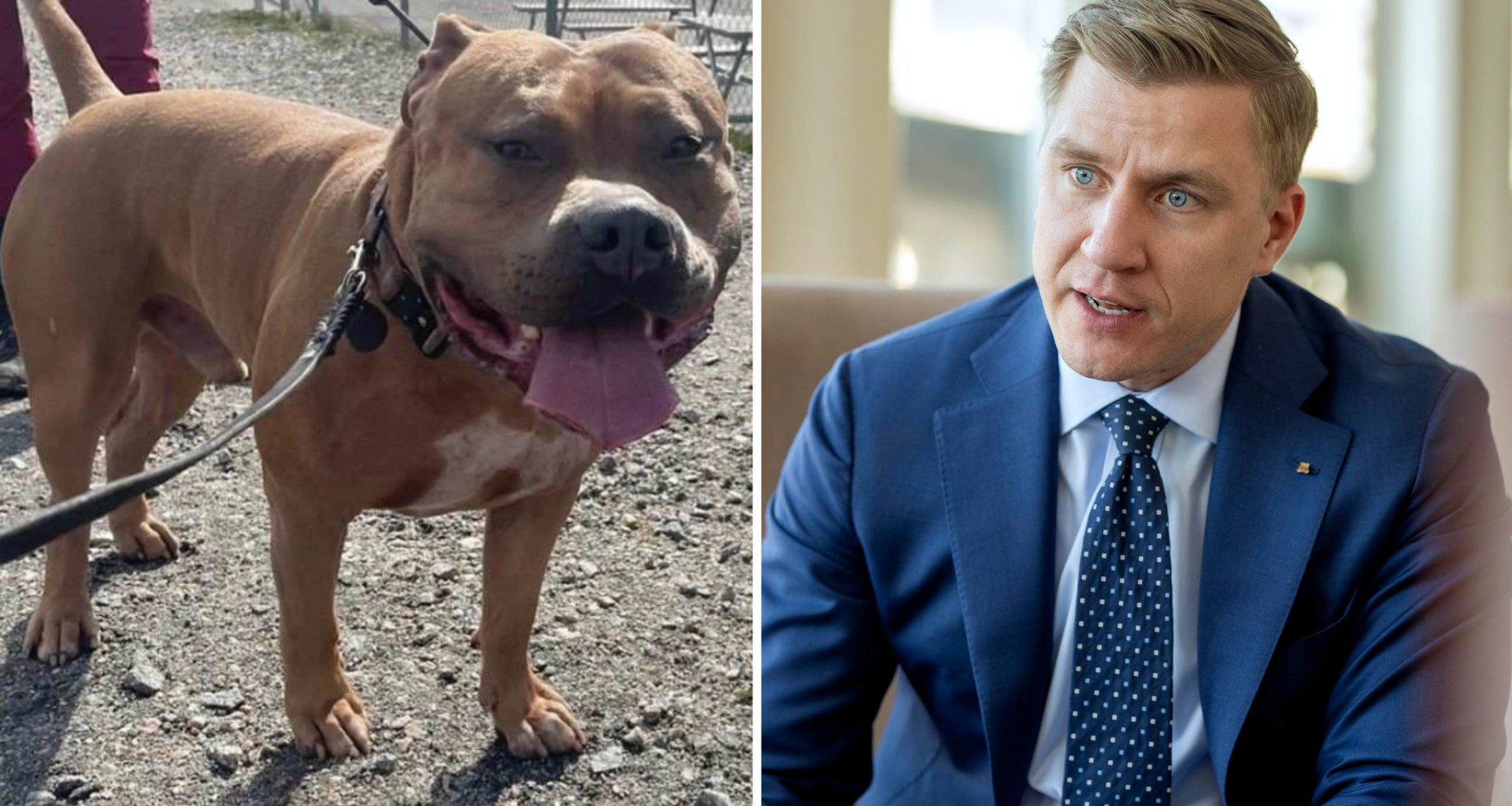 Fredrik Kärrholm efter hundattacken: ”Behöver förbjudas”