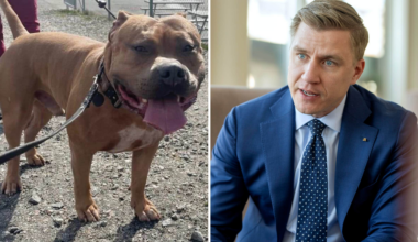 Fredrik Kärrholm efter hundattacken: ”Behöver förbjudas”