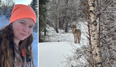 Sandra stod öga mot öga med vargen: ”Kalla kårar”