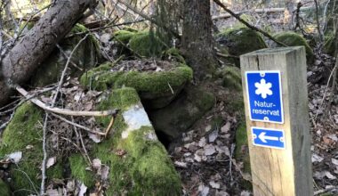 Regeringens förslag för att försvaga artskyddet och ersätta skogsägare – Natursidan