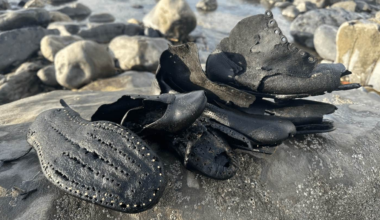 Wales strandfynd: Hundratals 1800-talsskor från skeppsvrak