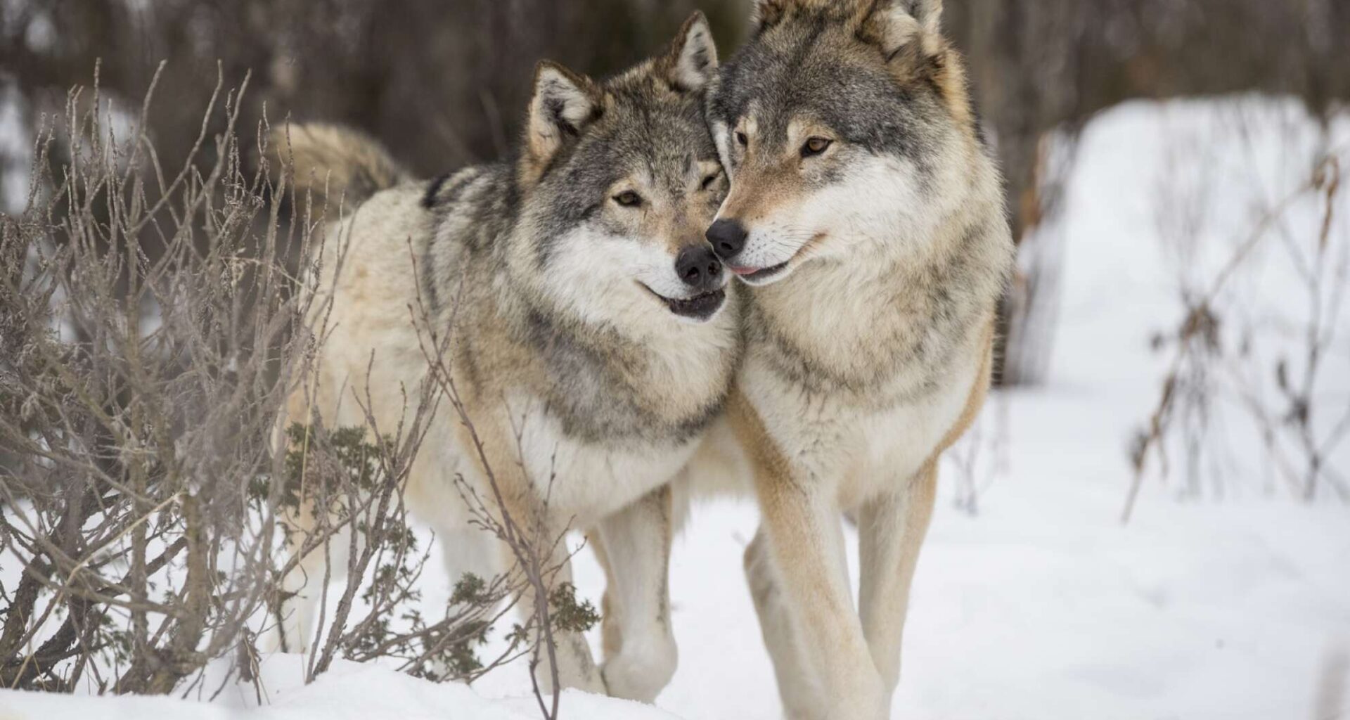 Debatt: Inställd vargjakt en självklarhet, om vi ska följa lag och rätt