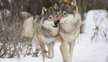 Debatt: Inställd vargjakt en självklarhet, om vi ska följa lag och rätt