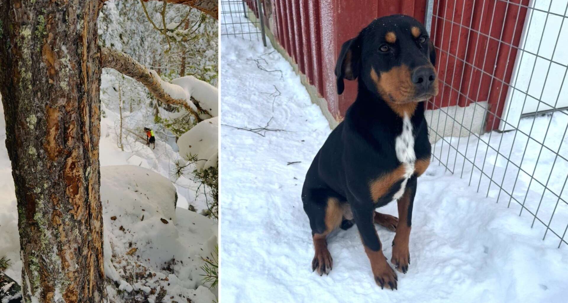 MIRAKELRÄDDNING: Helge, 24, och hunden Krut fast i snöfylld ravin i flera timmar - NWT