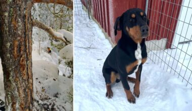 MIRAKELRÄDDNING: Helge, 24, och hunden Krut fast i snöfylld ravin i flera timmar - NWT