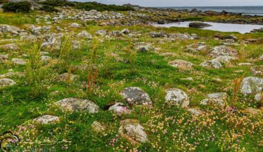 Kärnkrafts­planer som hotar naturreservat ses över – Sveriges Natur