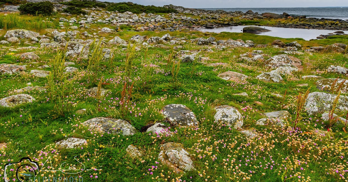 Kärnkrafts­planer som hotar naturreservat ses över – Sveriges Natur