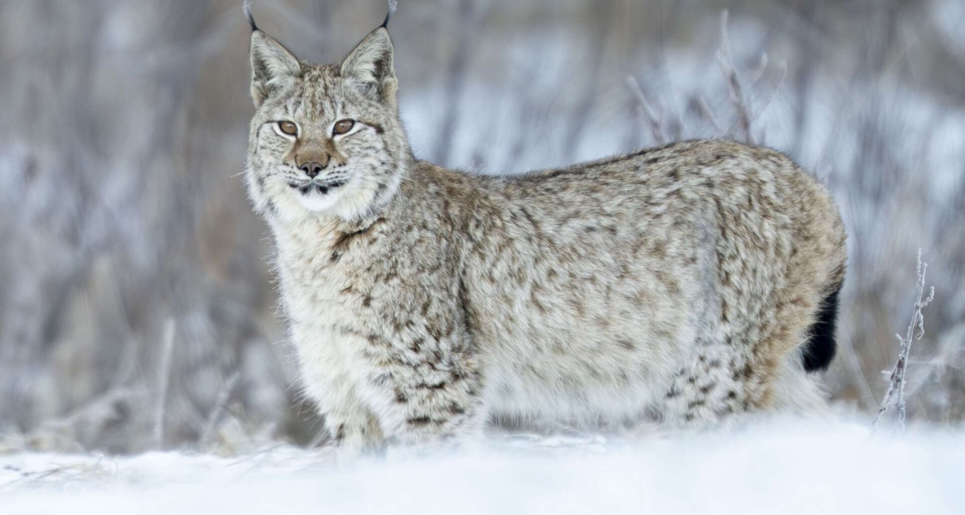 KLART: Lodjur får skjutas i Värmland – så många ingår i licensjakten - NWT