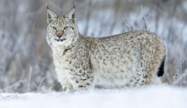 KLART: Lodjur får skjutas i Värmland – så många ingår i licensjakten - NWT