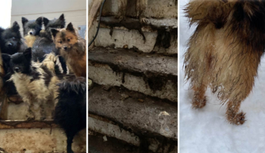 Kvinna åtalas för djurplågeri – hundar levde instängda i hus