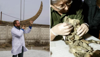 Unik dna-analys av utdöd noshörning i vargmage | Sverige