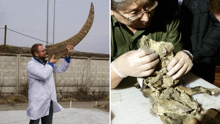 Unik dna-analys av utdöd noshörning i vargmage | Sverige