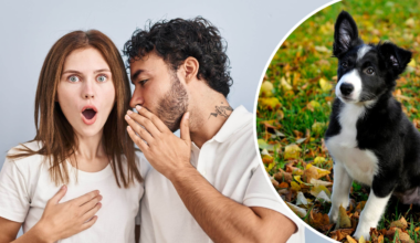 Din hund kan lära sig ord – bara genom att tjuvlyssna