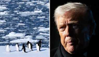 Vita huset hakar på trend: ”Omfamna pingvinen”