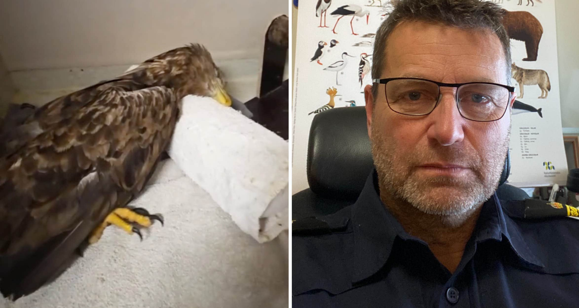 Havsörn död i Linköping av blyförgiftad av jaktammunition