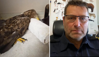 Havsörn död i Linköping av blyförgiftad av jaktammunition