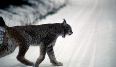 Beslut om licensjakt efter lodjur 2026