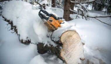 Varför tar man inte bort träd nära elledningar –svar direkt – Norrtelje Tidning
