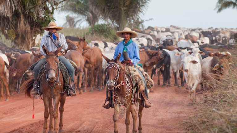 Kor i Brasilien och gauchos på hästar.