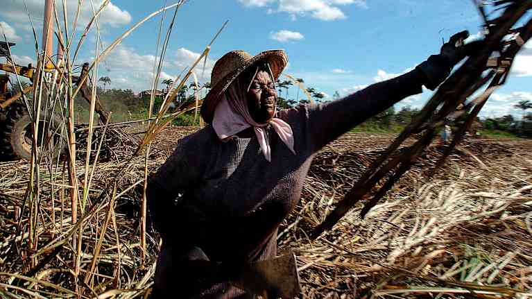 En kvinna som skördar sockerrör i Brasilien.