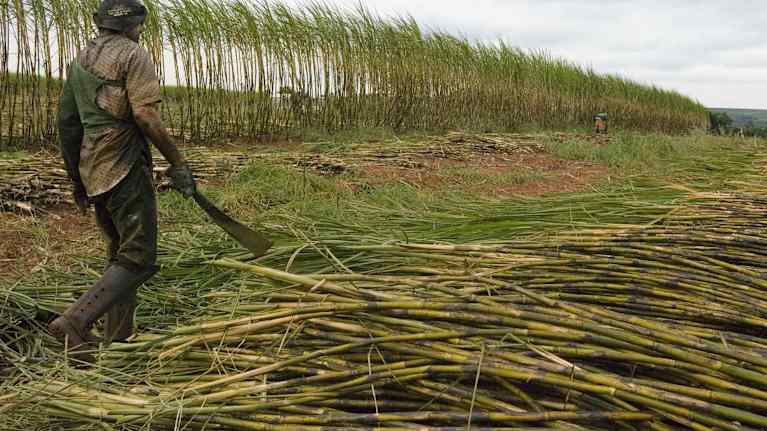 Sockerrörsodling i Brasilien.