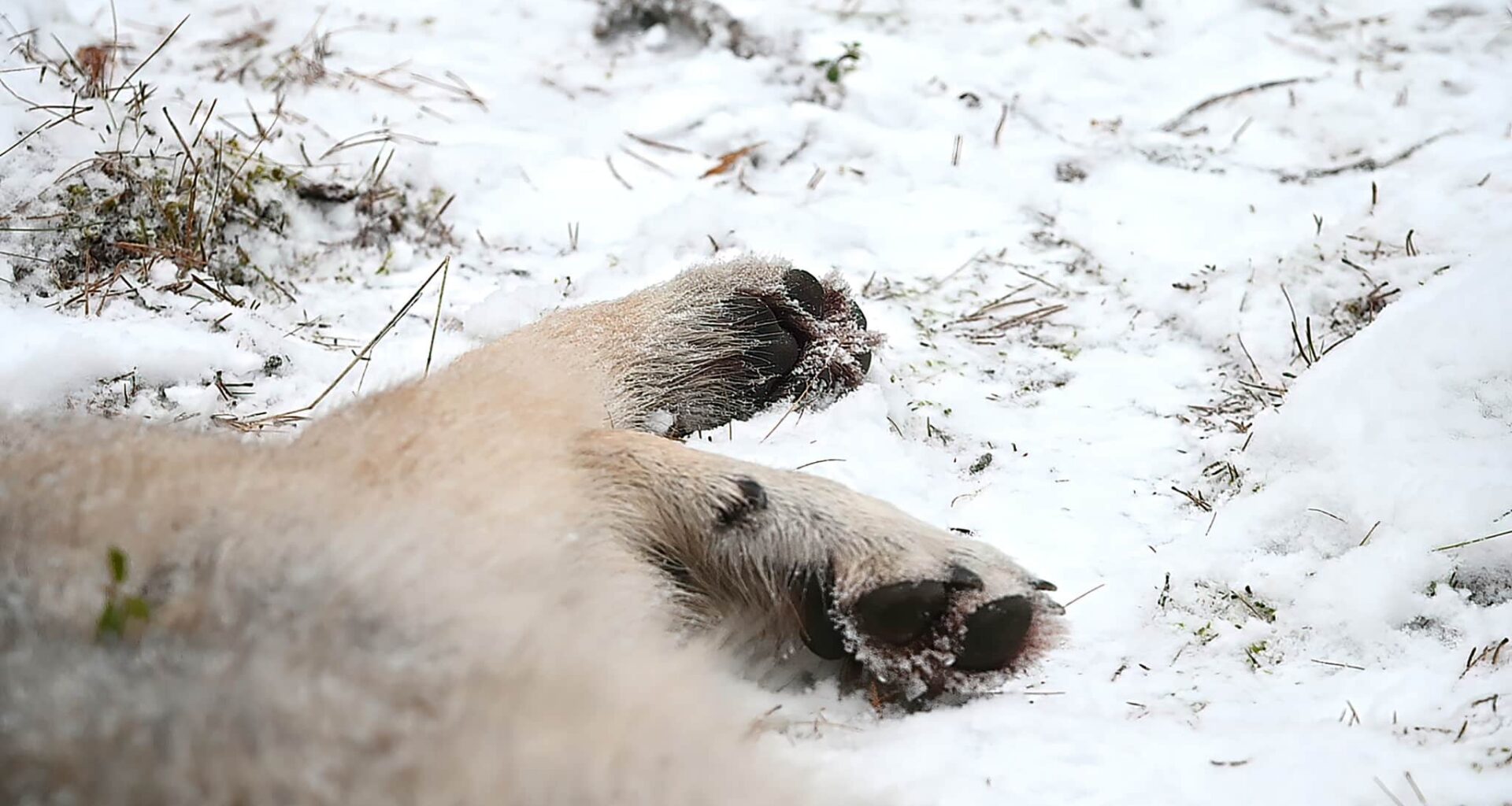 Varg död i misstänkt smitningsolycka