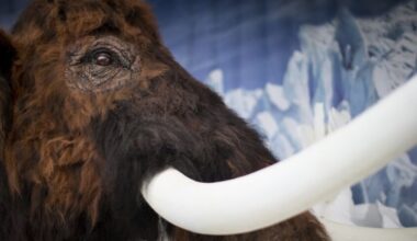 Forskarna löser istidsgåtan? Det låg bakom massdöden