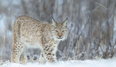 Beslut kring lodjursjakten i Kronoberg 2026