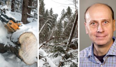 Stormen Johannes slog hårt mot Sverige – Roslagen slapp värsta förödelsen – Norrtelje Tidning