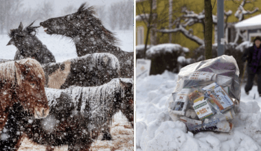 Trav och sophämtning ställs in i Boden – för kallt