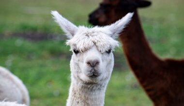 Alpackor på rymmen i villaområde i Västerås