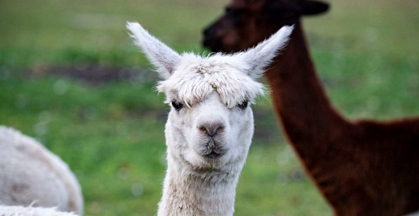 Alpackor på rymmen i villaområde i Västerås