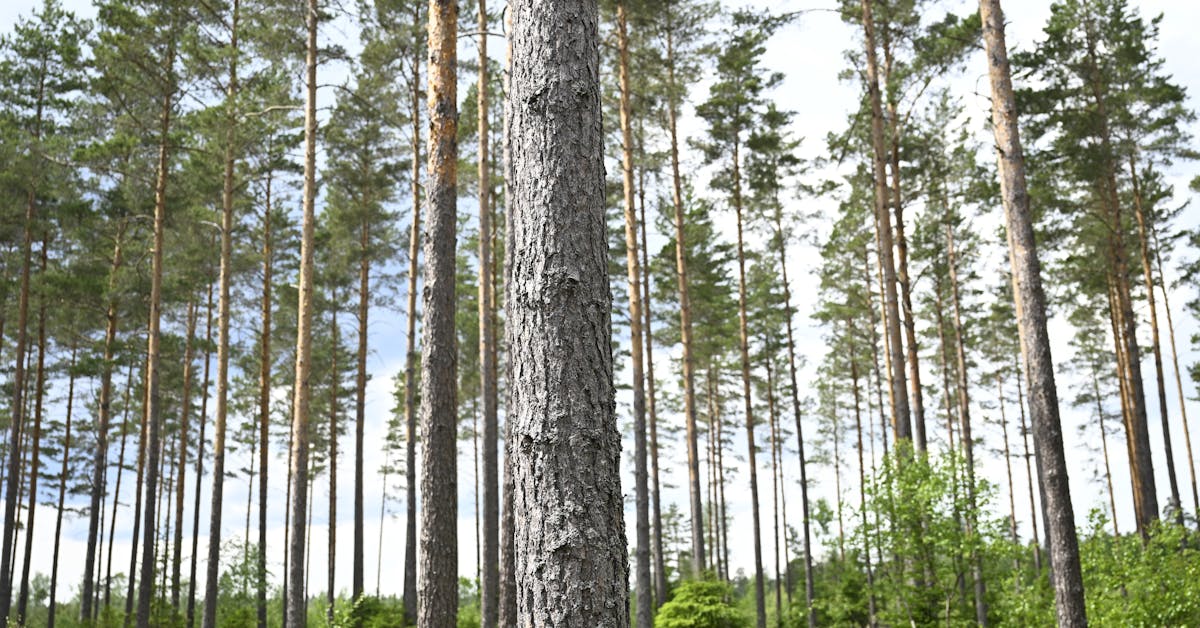 ”Politisk makt över skogen” - Västerbottens-Kuriren