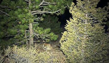 Puma misstänks ha dödat kvinna i Colorado