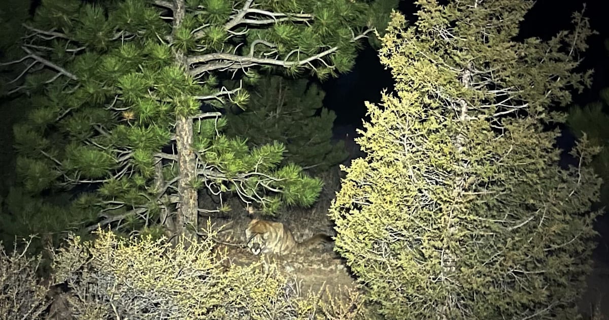 Puma misstänks ha dödat kvinna i Colorado