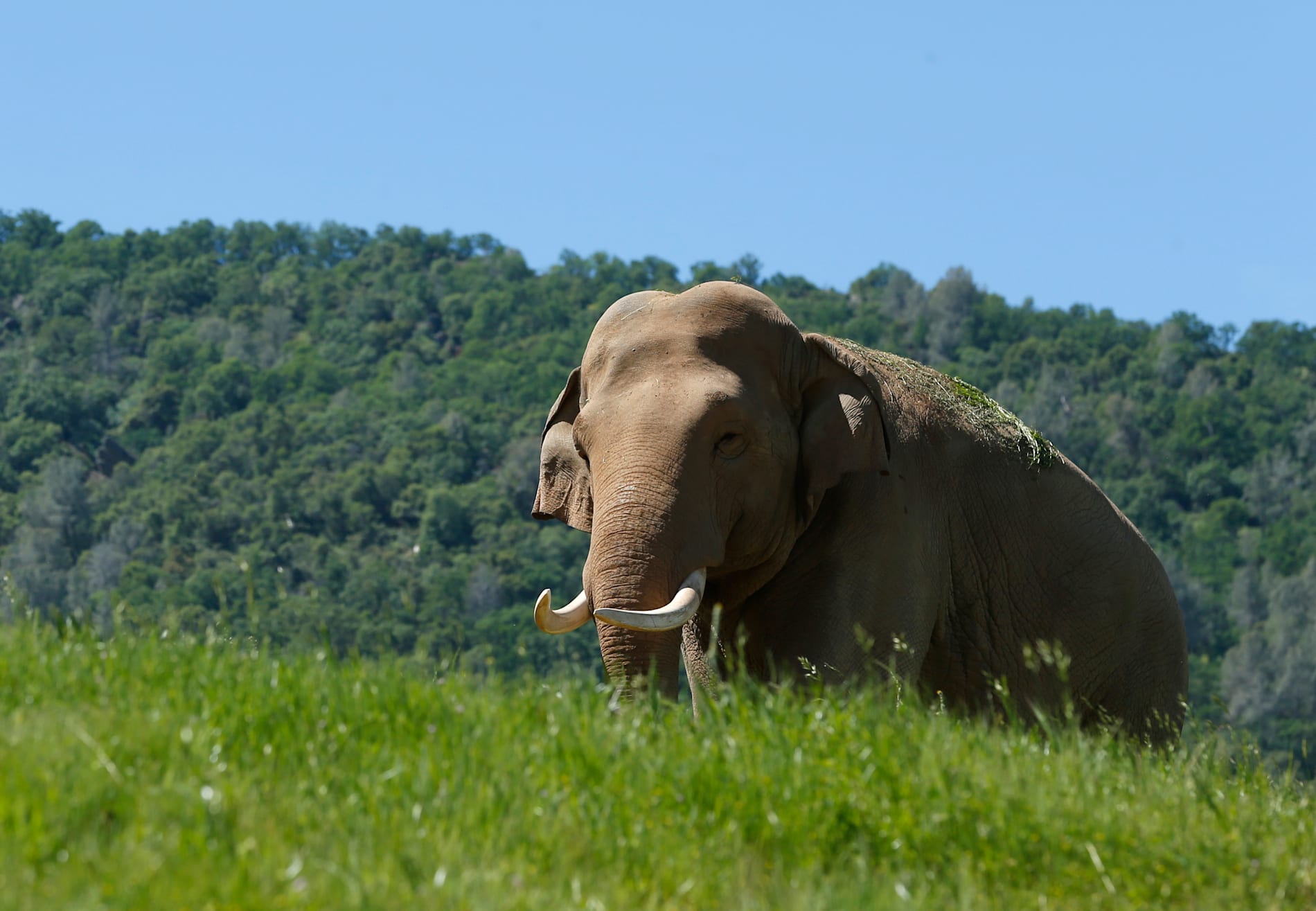 En elefant har dödat minst 20 personer på nio dagar i Indien. Bilden är en arkivbild av en annan elefant.