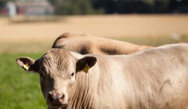 Sia-mässan i Paris skippar korna av rädsla för smitta