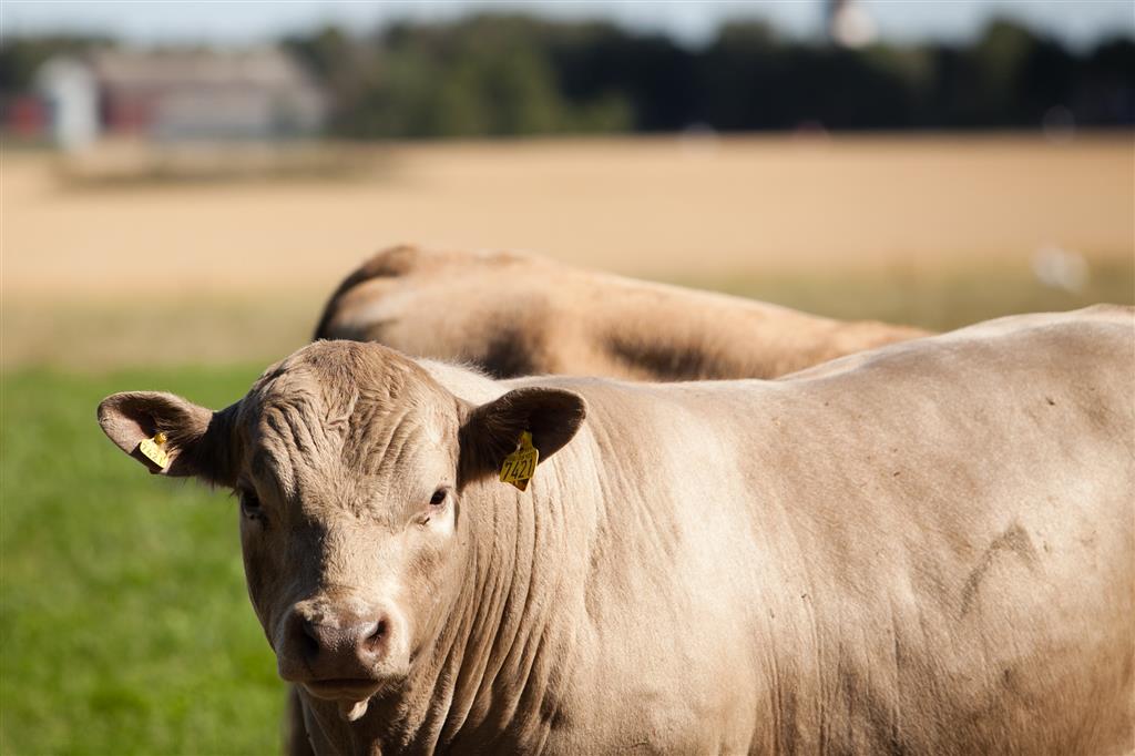 Sia-mässan i Paris skippar korna av rädsla för smitta