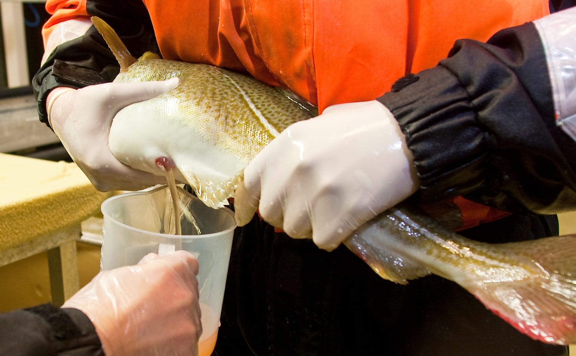 En torskhona töms på rom vid en torskodling i norska Tromsø. Arkivbild.