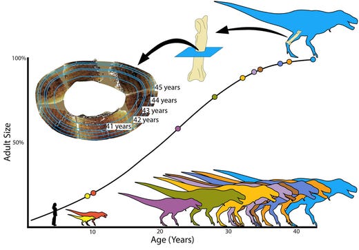 Tyrannosaurus rex blev fullvuxen först vid 40 års ålder, visar ny forskning.