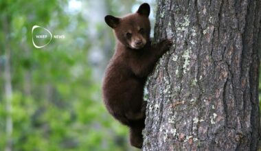 🐺 Nordamerikas stora rovdjur har återhämtat sig under de senaste 50 åren