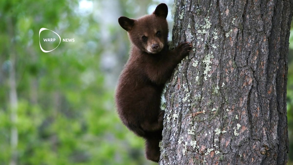 🐺 Nordamerikas stora rovdjur har återhämtat sig under de senaste 50 åren