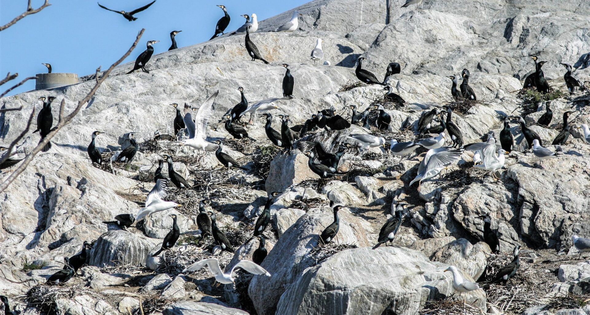 Storskarv ska bekämpas på öar i Stockholms skärgård