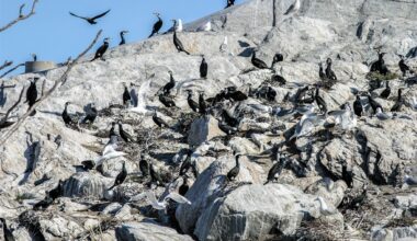 Storskarv ska bekämpas på öar i Stockholms skärgård