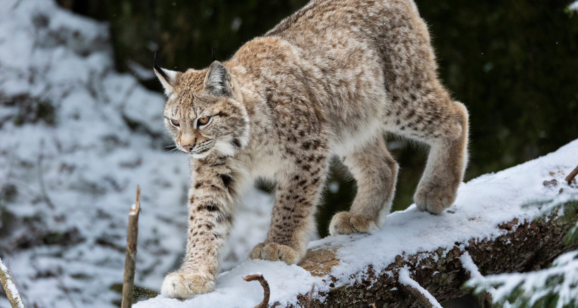 Så blir 2026 års licensjakt på lodjur.