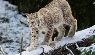 Så blir 2026 års licensjakt på lodjur.