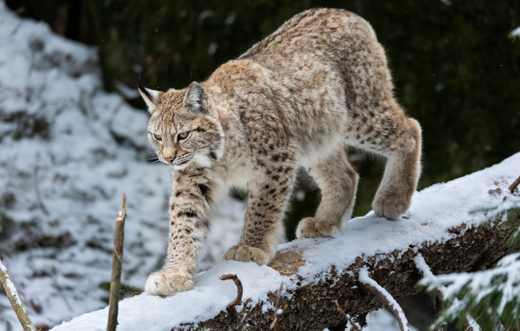 Så blir 2026 års licensjakt på lodjur.
