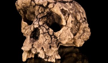 Ny analys avslöjar häpnadsväckande mänskligt drag hos sju miljoner år gammal art