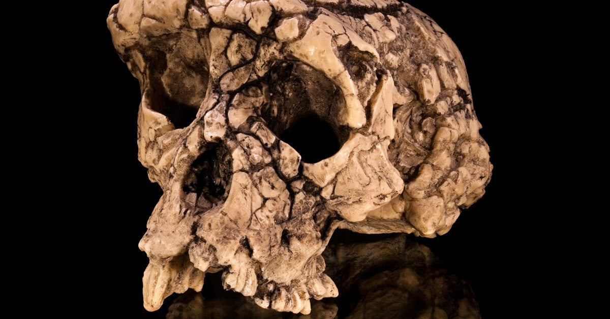 Ny analys avslöjar häpnadsväckande mänskligt drag hos sju miljoner år gammal art