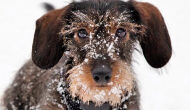 Hjälp djuren att klara kölden – Tidningen Djurskyddet